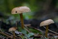 ÃÂ¡loseup of forest autumn 3 mushrooms in macro Royalty Free Stock Photo